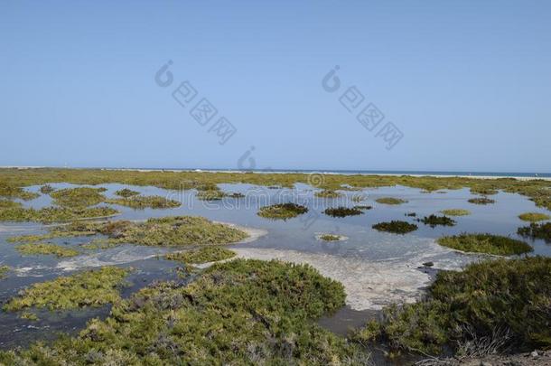 沙漠中的盆地微分算子马托拉,沼泽地采用小丘杰布尔,富埃特文图拉岛