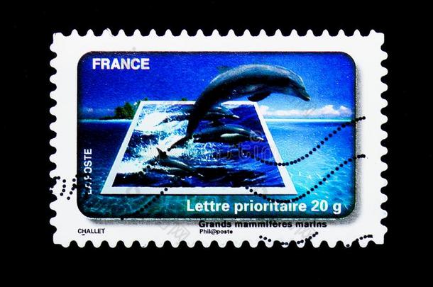 海豚&#字母字母x28;大大地海的哺乳动物&#字母字母x29;,水保护系列