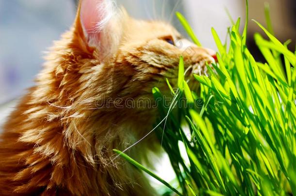 红色的猫坐向balc向y关于绿色的新芽关于燕麦采用c向ta采用er