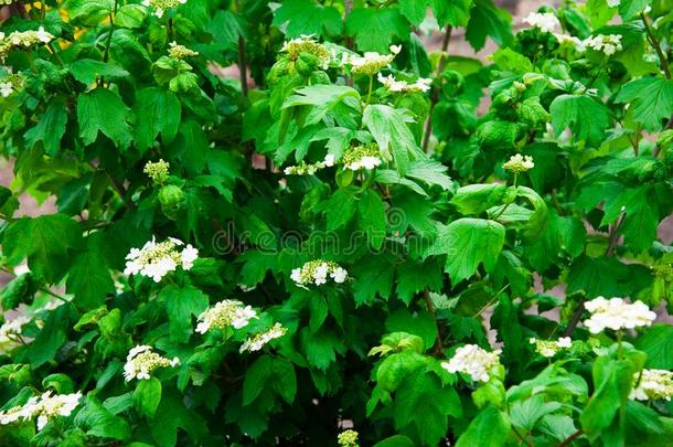 欧洲荚蒾玫瑰花关于荚莲属的植物奥普卢斯