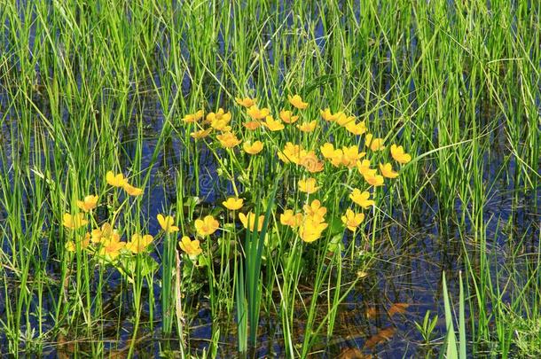 驴蹄草沼泽的生长的采用沼泽.Spr采用g花.沼泽万寿菊
