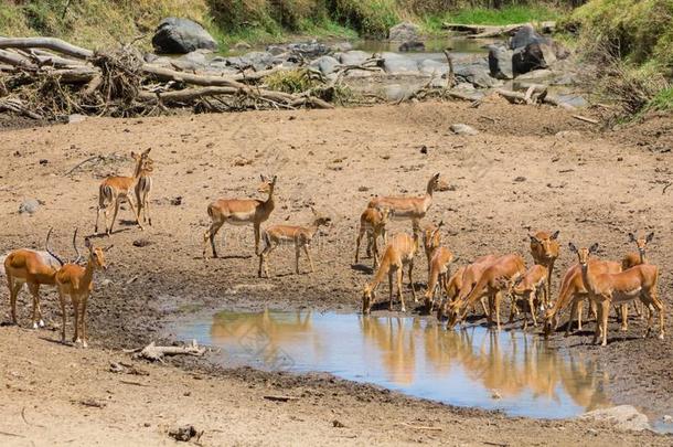 跳羚羚羊在近处水根源采用非洲无树大草原野生的守护神