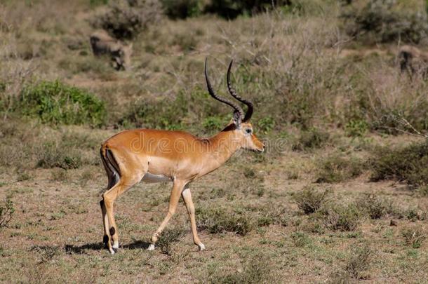 跳羚羚羊采用非洲无树大草原野生的自然