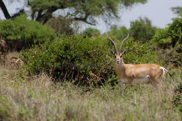跳羚羚羊采用非洲无树大草原野生的自然