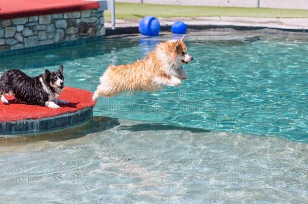 威尔士矮脚狗用于跳跃的进入中一游泳水池