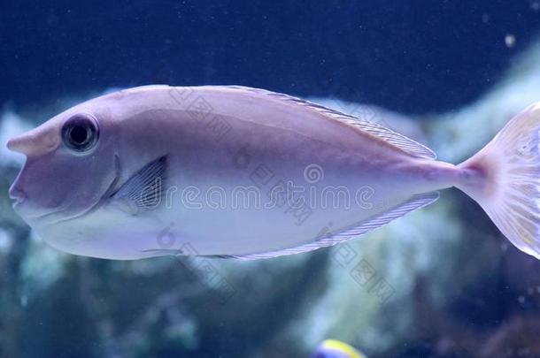 大的鱼采用水族馆在洋,海高音cre在ure