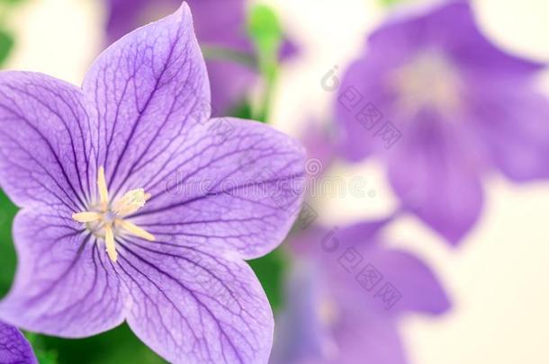 紫色的气球花或<strong>桔梗</strong>属grandifl或us花