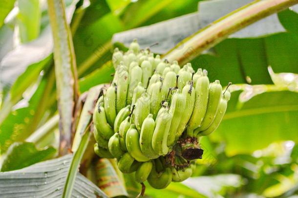 香蕉树和束关于生长的绿色的香蕉种植园雨-