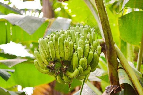 <strong>香蕉</strong>树和束关于生长的绿色的<strong>香蕉种植</strong>园雨-
