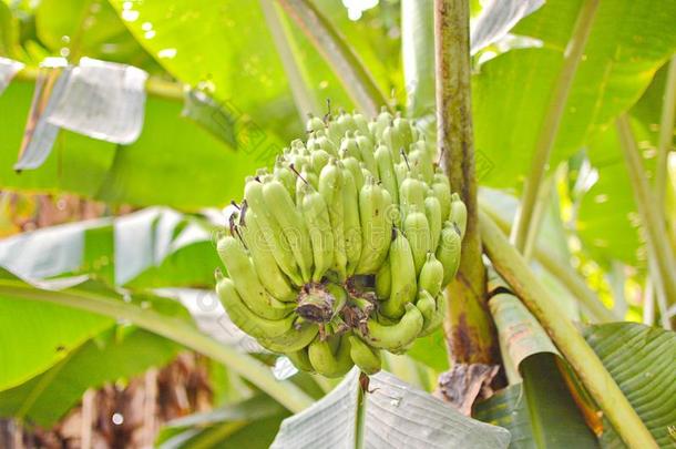 香蕉树和束关于<strong>生长</strong>的绿色的香蕉种植园雨-