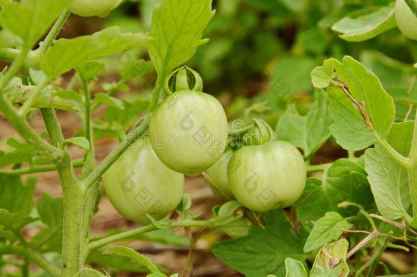 蔬菜花园和植物关于吉恩番茄.