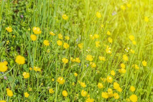 黄色的<strong>毛茛</strong>花盛开的向山,<strong>毛茛</strong>属水生植物,拉努古