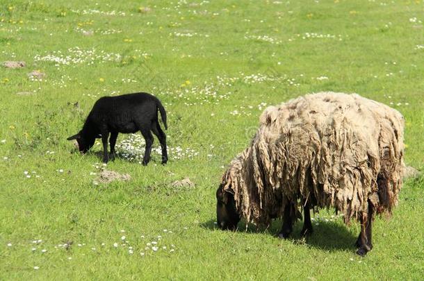 羊叫声灯和母亲羊vt.放牧和幸福