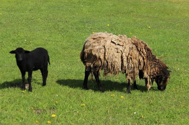 <strong>羊叫</strong>声灯和母亲<strong>羊</strong>vt.放牧和幸福