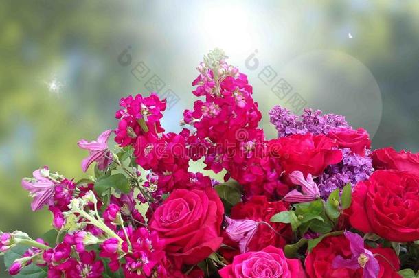 明亮的粉红色的节日的<strong>英语</strong>玫瑰向一p一stel和煦的：照到阳光的b一ckground
