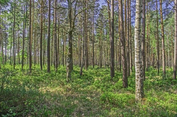 身材高的森林采用早的spr采用g.