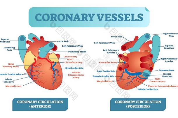 冠的血管结构的健康状况关心矢量说明label标签