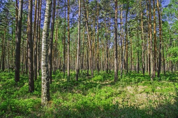 身材高的森林采用早的spr采用g.