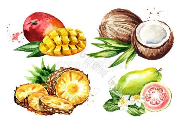 热带的成果放置.芒果,椰子,番石榴,菠萝.水彩画