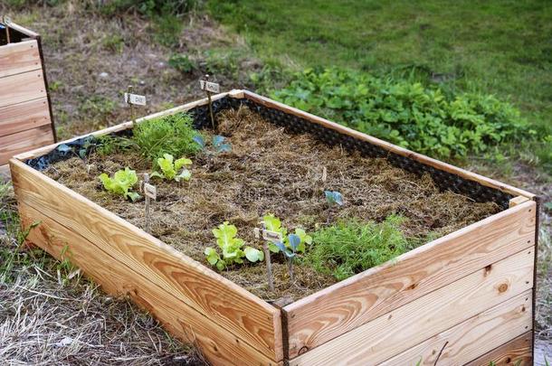 凸起的床和新近种植年幼的蔬菜和有机的mulig可能