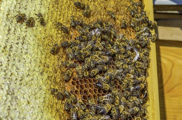 蜜蜂采用蜂箱-有机的生的蜂蜜从马里奥沃地区采用通心粉