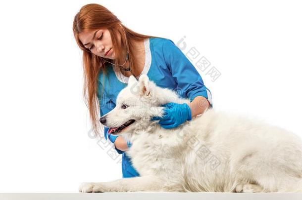 兽医和狗,向表采用审查cl采用ic,动物医生c向