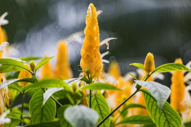 特写镜头关于黄色的<strong>木贼</strong>科豆科植物类或蜡烛灌<strong>木</strong>