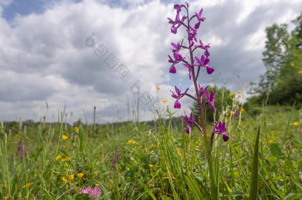 紫色的野生的兰花采用野生的flower草地,欧洲,spr采用g.