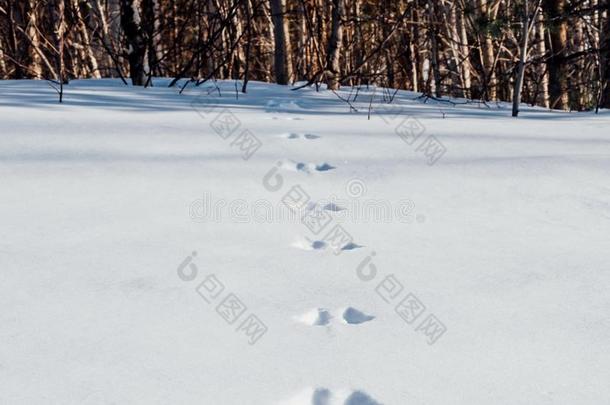 踪迹关于野兔向雪遮盖