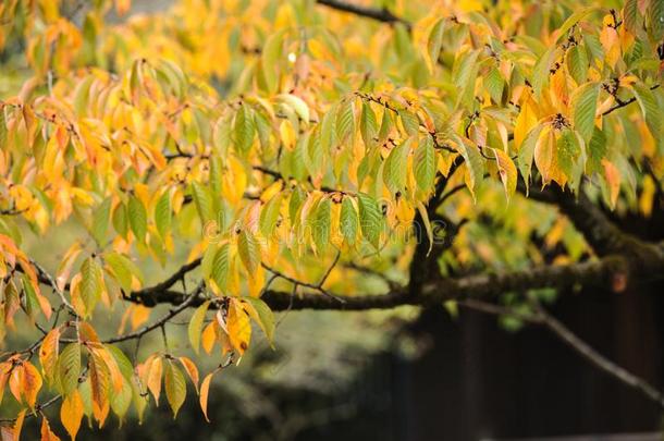 美丽的秋背景黄色的和绿色的植物的叶子采用国家的