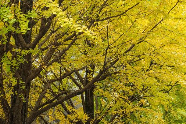 美丽的秋背景,银杏树采用上野国家的公园