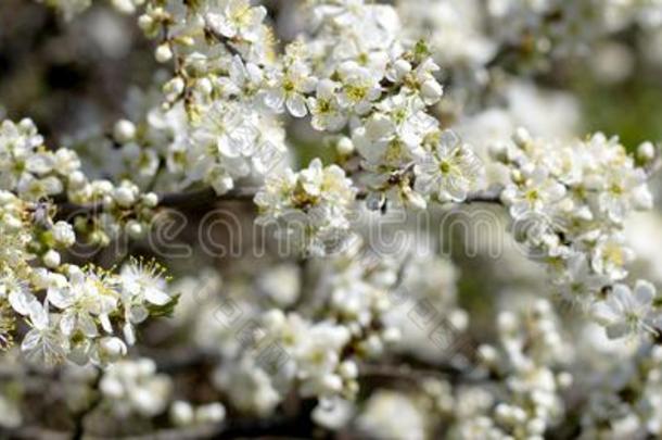 春季樱桃花花.春季白色的花向一树.