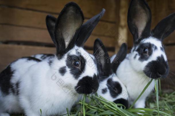 组漂亮的黑的和白色的兔子和地点