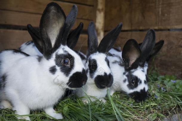 组漂亮的黑的和白色的兔子和地点