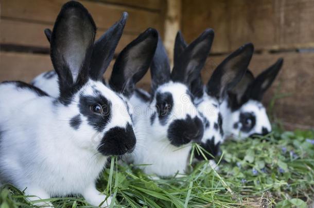 一组漂亮的黑的和白色的兔子