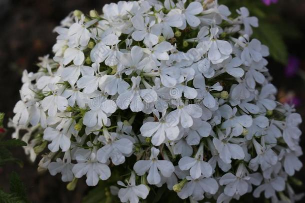 明亮的白色的花开花