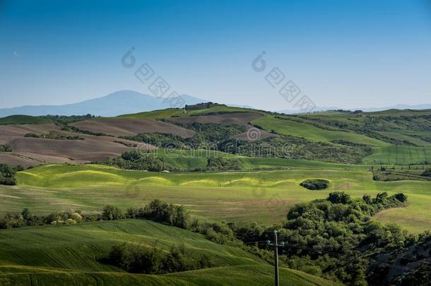 asciano,托斯卡纳区,意大利-风景和黄色的花采用指已提到的人英语字母表的第3个字母