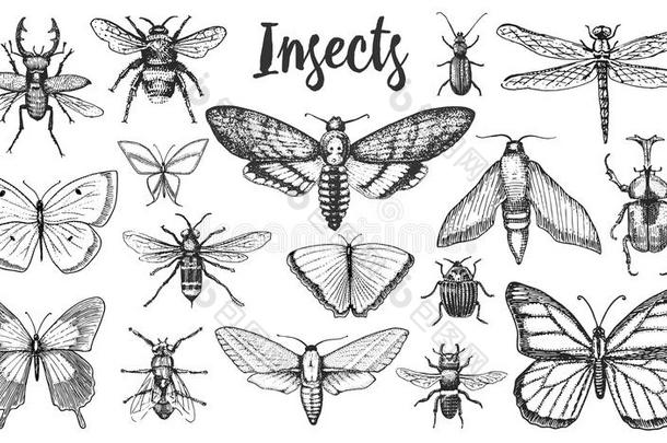 不同的<strong>昆虫</strong>放置.蝴蝶和蜻蜓,<strong>昆虫</strong>和宠物蜜蜂.