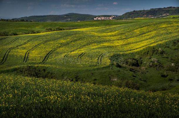 asciano,托斯卡纳区,意大利-风景和黄色的花采用指已提到的人英语字母表的第3个字母