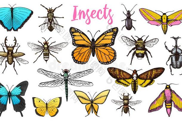不同的昆虫放置.蝴蝶和蜻蜓,昆虫和宠物蜜蜂.