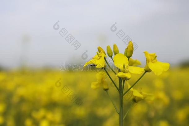 油菜籽油