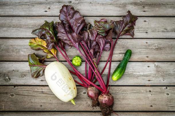 新鲜的精选的有机的蔬菜从指已提到的人花园,平的布局