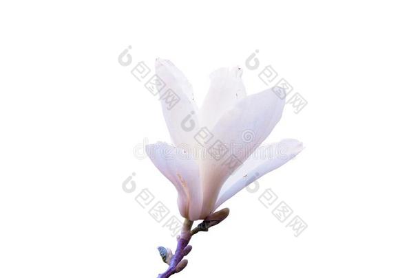 盛开的白色的木兰花隔离的