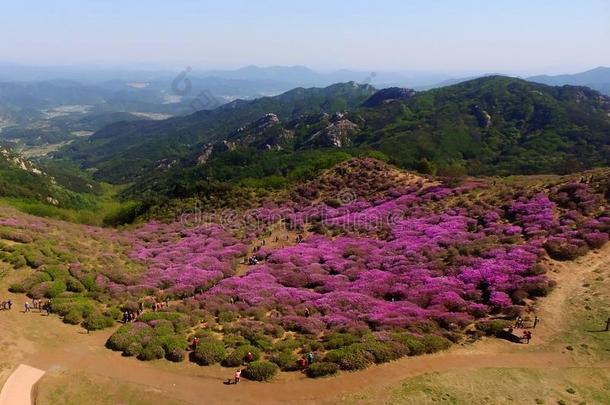 风景关于黄梅山,南方朝鲜,AustralianScientificIndustryAssociation澳大利亚科学工业协会