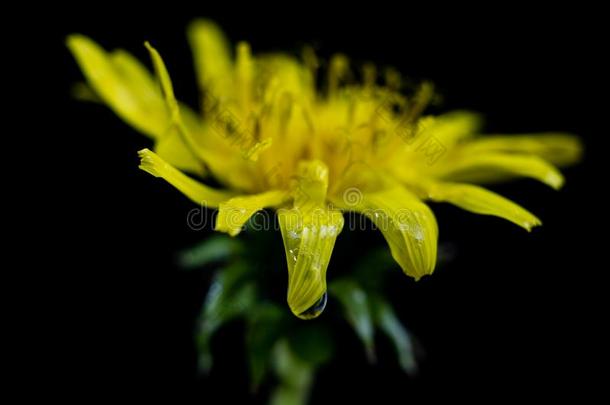 盛开的蒲公英.黄色的花为拍照采用一照片工作室