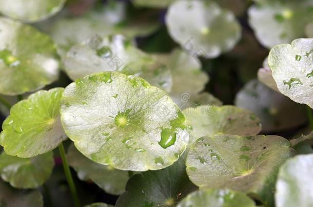 质地关于积雪<strong>草</strong>植物树叶,绿色的模式.