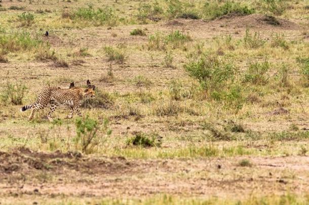 照片系列:非洲猎豹打猎为大的黑斑羚.指已提到的人秒<strong>插曲</strong>