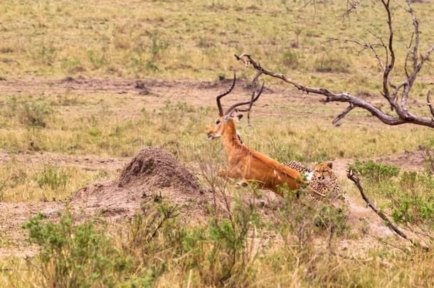 照片系列:非洲猎豹打猎为大的黑斑羚.指已提到的人第六插曲.