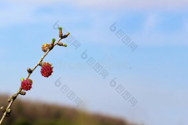 开花春季树枝关于一l一rch树关-在上面