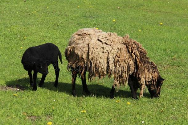羊叫声灯和母亲羊vt.放牧和幸福